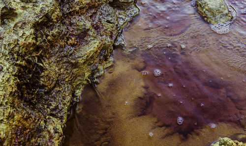 High angle view of snake on rock