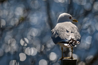 Common gull perching on a fence pole in the sun