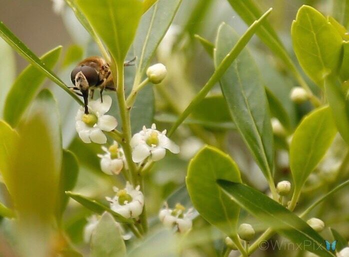 nature, growth, insect, plant, one animal, flower, animal themes, animals in the wild, outdoors, no people, leaf, beauty in nature, day, bee, fragility, close-up, freshness