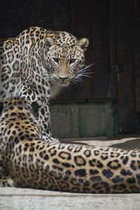 animal