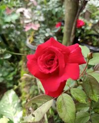 Close-up of red rose