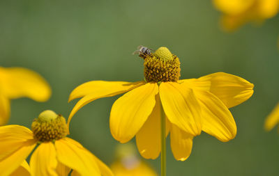 Close-up of butterfly pollinating on yellow flower