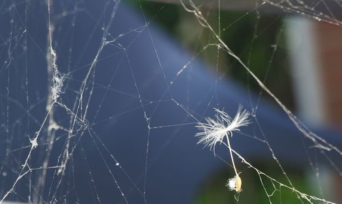 Close-up of spider web on plant against sky