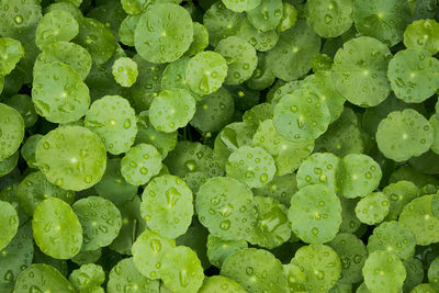 Full frame shot of wet leaves