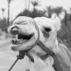 Close-up of camel at dessert