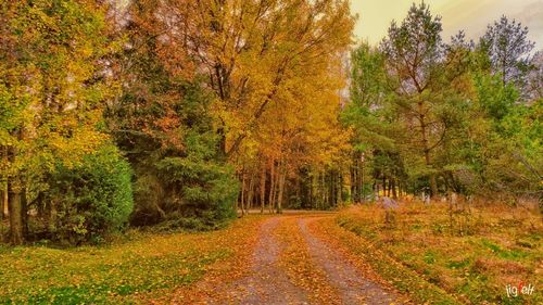 Road passing through forest