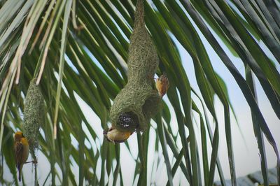 Close-up of bird perching on tree