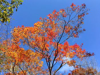 Low angle view of tree against blue sky