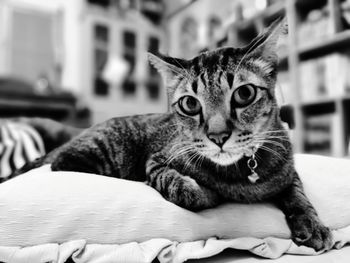 Close-up portrait of cat relaxing on bed at home