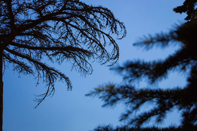 Low angle view of silhouette trees against blue sky