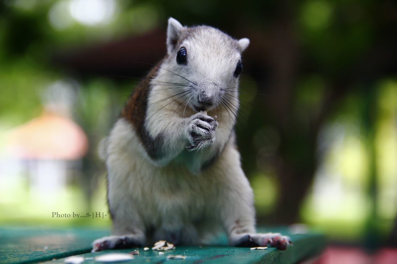 CLOSE-UP OF SQUIRREL ON ROCK