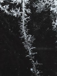 Full frame shot of frozen trees against sky at night