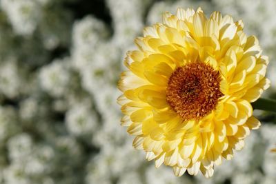 Macro shot of yellow flower