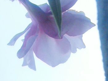 Close-up of pink flowers