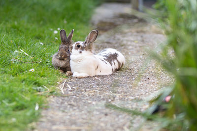 View of a rabbit on field