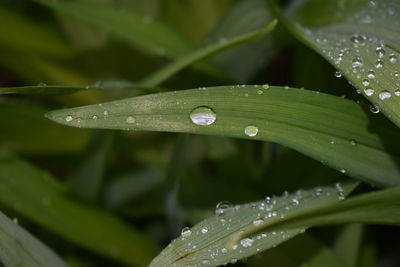 Close-up of wet plant leaves during rainy season