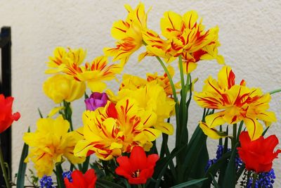 Close-up of yellow flower blooming