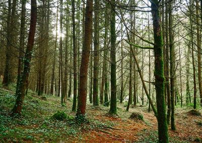 Trees in forest