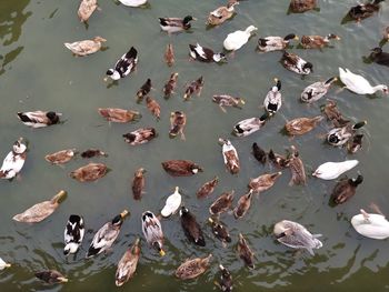 High angle view of birds in lake