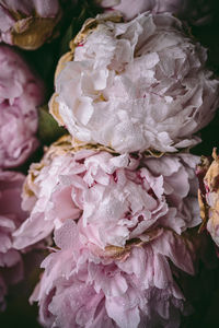 Close-up of pink roses