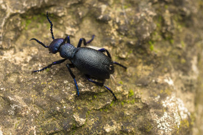 Close-up of insect