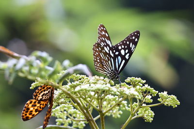 Butterfly on flower