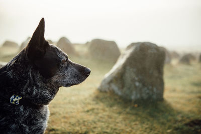 Close-up of dog against sky