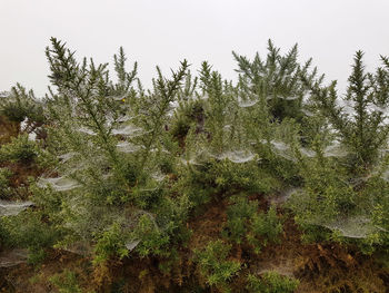 Scenic view of trees in forest against sky