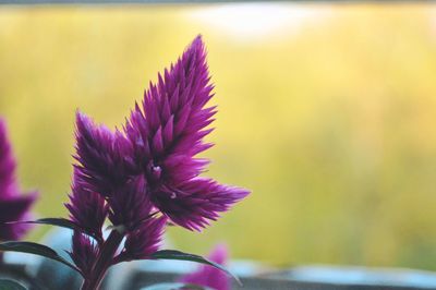 Close-up of pink flowering plant