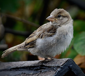 Close-up of bird perching on rock