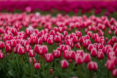 Close-up of pink flowers on field