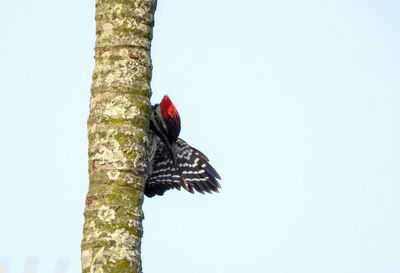 Low angle view of bird perching on tree against sky