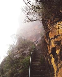 Bare trees along road