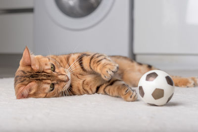 Bengal cat plays with a ball on the floor. playing cat.
