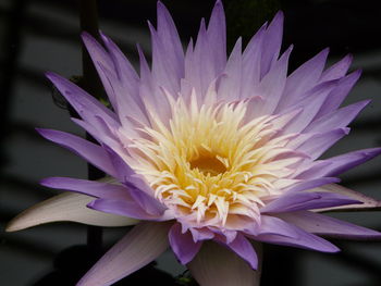 Close-up of water lily