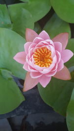 Close-up of pink flowers