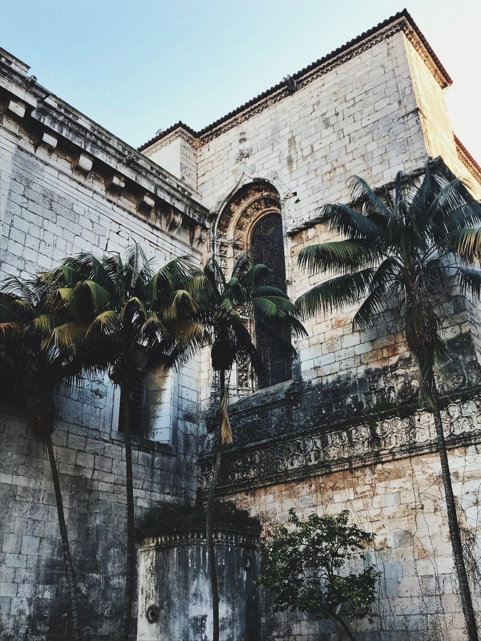 LOW ANGLE VIEW OF PALM TREE AGAINST BUILDING