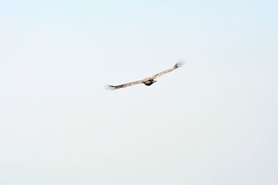 Low angle view of eagle flying against clear sky