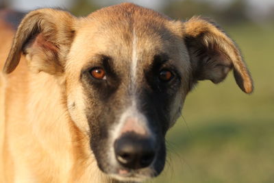 Close-up portrait of dog