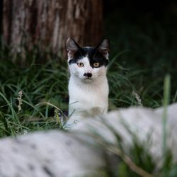 Portrait of cat on grass