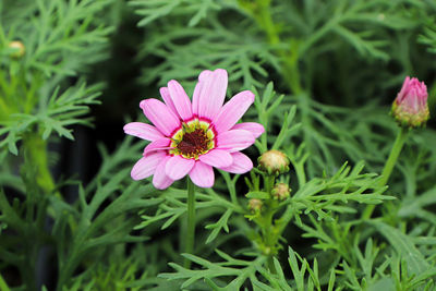 Close-up of pink flower