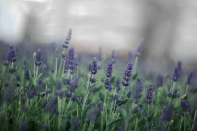 Close-up of lavender field