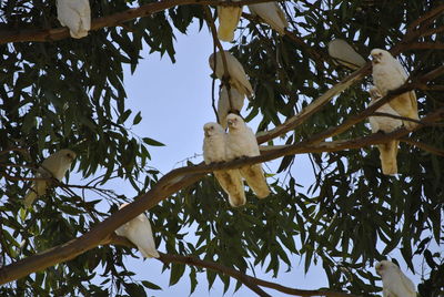 Low angle view of birds perching on tree