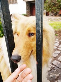 Close-up of a dog