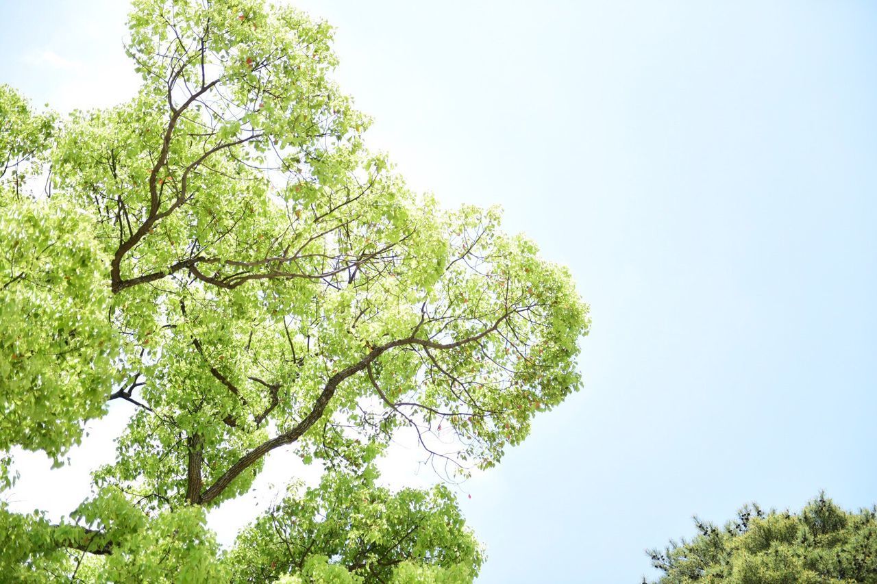 tree, low angle view, clear sky, growth, green color, branch, tranquility, nature, beauty in nature, lush foliage, copy space, green, sky, tranquil scene, day, scenics, no people, treetop, outdoors, leaf