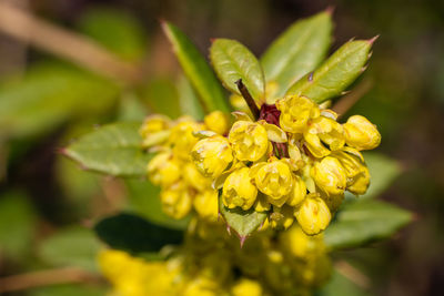 Wintergreen barberry, berberis julianae