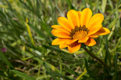 Close-up of yellow flower