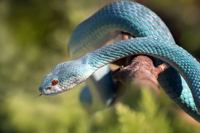 Close-up of a viper snake