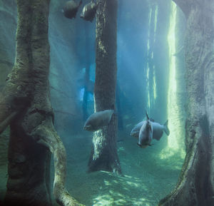 Fish swimming in sea