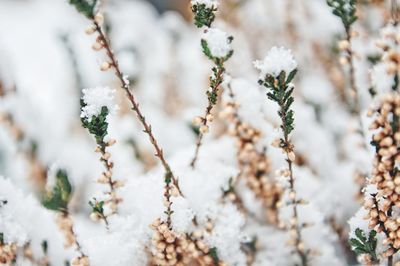 Close-up of snow on plant